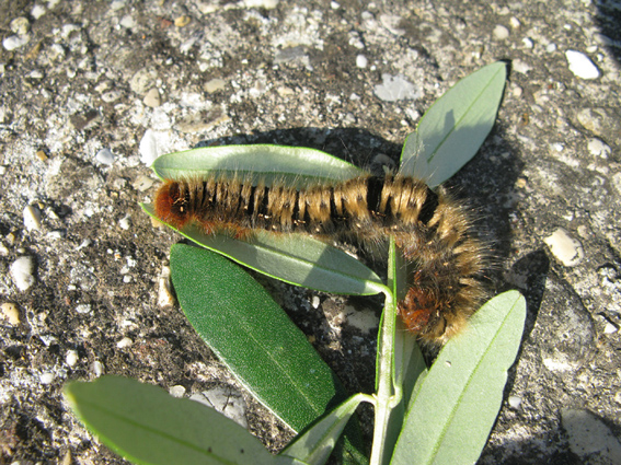 bruco da identificare - Lasiocampa (Lasiocampa) quercus